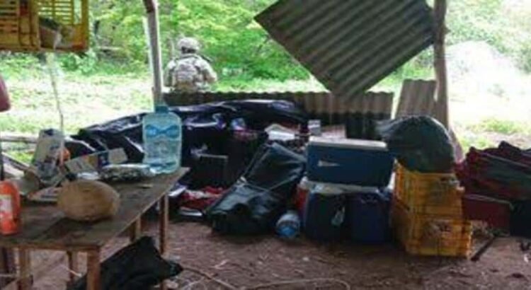 Desmantelan narcocampamento en zona serrana de Buenavista, Michoacán