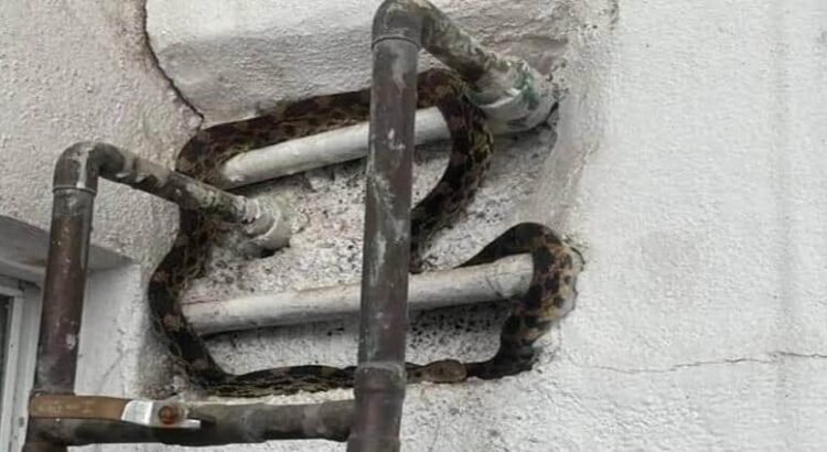Captura PC Morelia serpiente dentro de domicilio