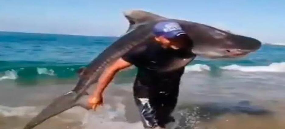 Hombre captura tiburón tigre con las manos en playa de Michoacán