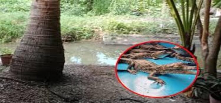 Rescatan 15 crías de cocodrilo americano en Michoacán