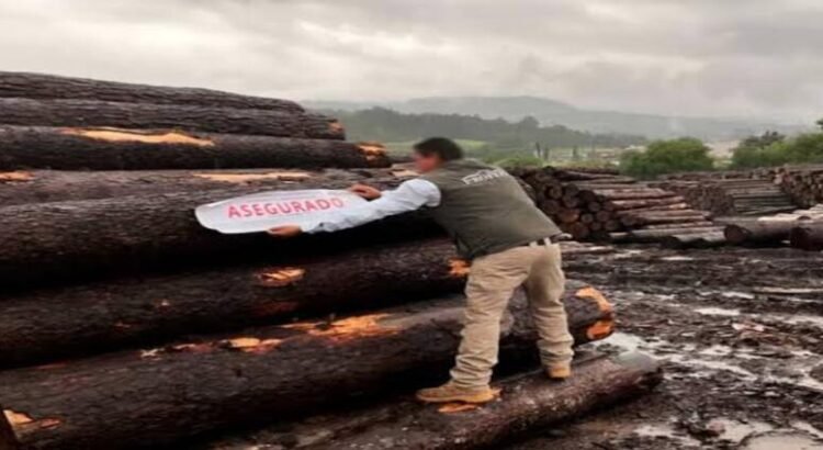 Asegura Profepa 3 mil 455 metros cúbicos de madera en dos aserraderos de Michoacán