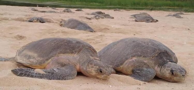 Intensas lluvias adelantan llegada masiva de tortugas marinas en Michoacán