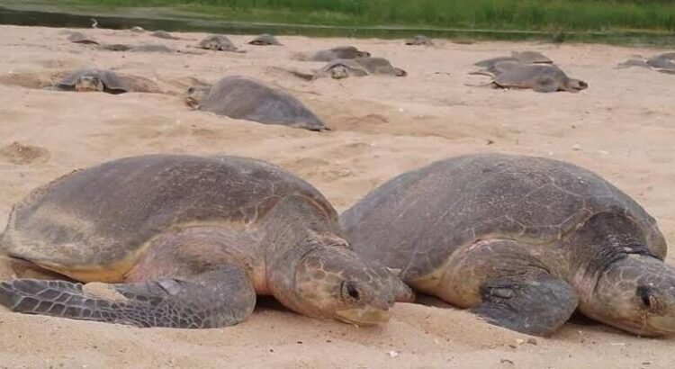 Intensas lluvias adelantan llegada masiva de tortugas marinas en Michoacán