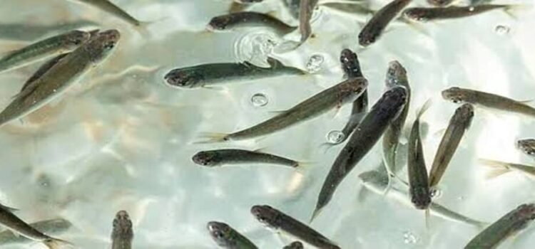 Siembra Michoacán 15 mil crías de pescado blanco en Lago de Pátzcuaro