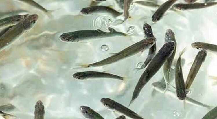 Siembra Michoacán 15 mil crías de pescado blanco en Lago de Pátzcuaro