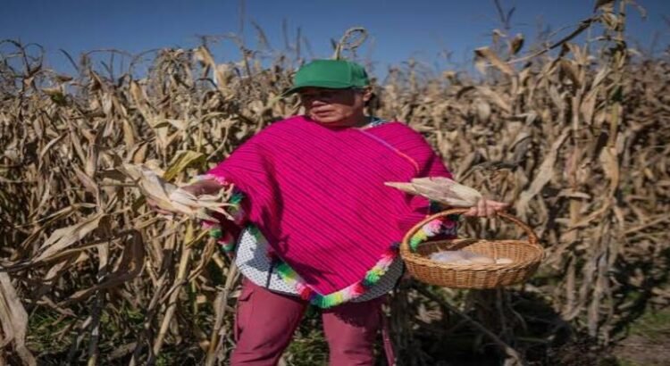 Cárteles controlan el agro michoacano: extorsión, tierras robadas y amenazas frenan exportaciones