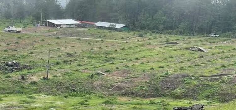 Michoacán, primer estado en aplicar reparación del daño por cambio de uso de suelo
