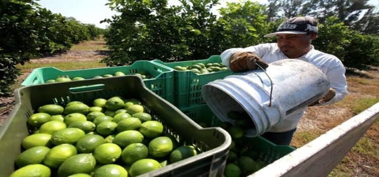 Estrategia de seguridad en Apatzingán estabiliza el precio del limón