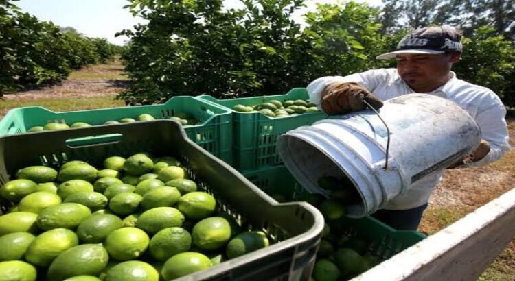 Estrategia de seguridad en Apatzingán estabiliza el precio del limón