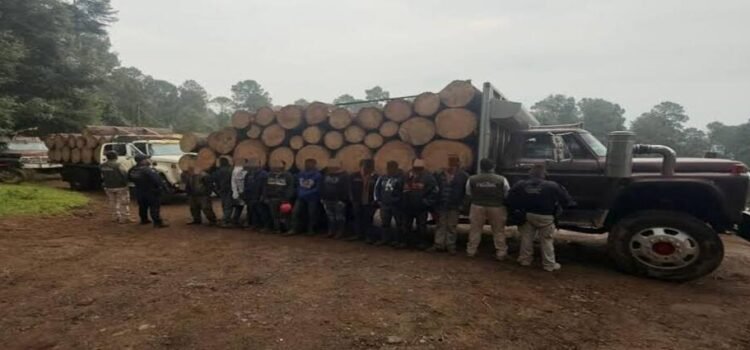 Detienen a 10 taladores ilegales en Michoacán Detienen a 10 taladores ilegales en Michoacán
