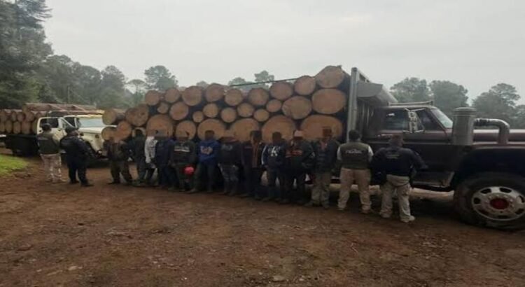 Detienen a 10 taladores ilegales en Michoacán