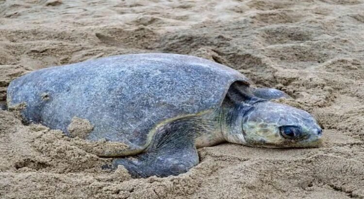 Localizados 61 nidos de tortuga ‘golfina’ en costas de Michoacán