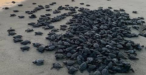 Logro para la naturaleza, temporada 2025 romperá récord de liberaciones de tortuga marina