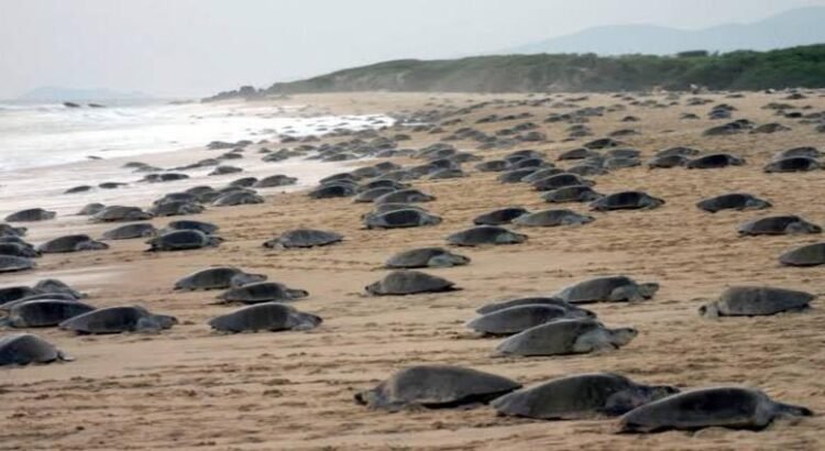 Profepa transfiere más de 7 mil huevos de tortuga golfina para su protección