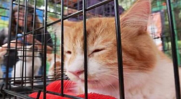 Fin de semana animalista en Michoacán: adopciones, vacunas y esterilizaciones