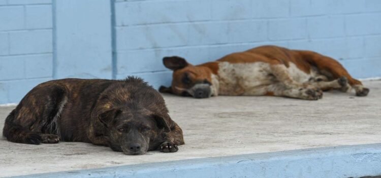 Investigan presunto envenenamiento masivo de perros