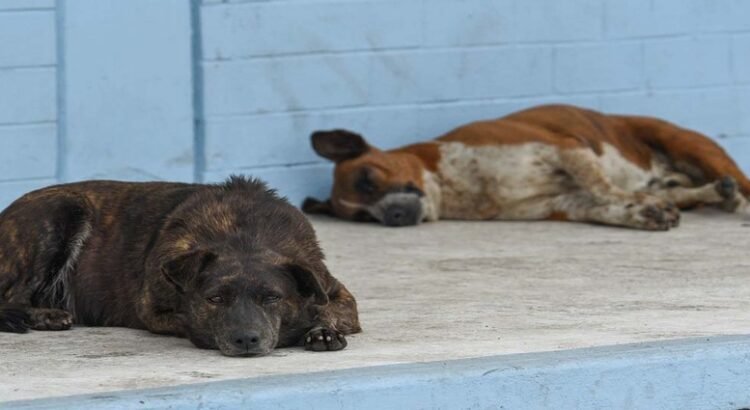 Investigan presunto envenenamiento masivo de perros