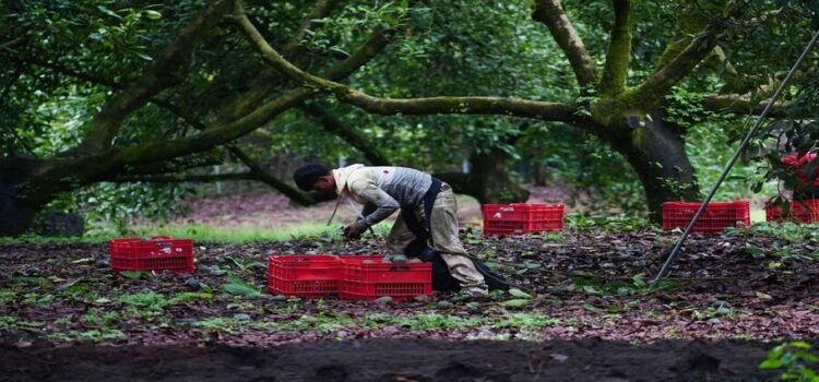 Destruyen 300 hectáreas de cultivo ilegal de aguacate en Michoacán