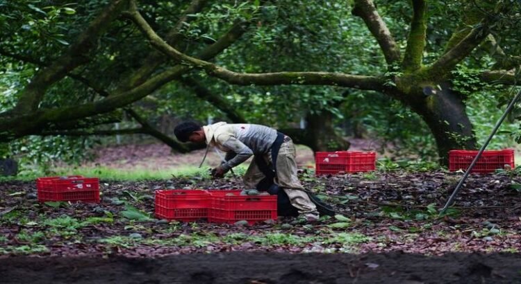 Destruyen 300 hectáreas de cultivo ilegal de aguacate en Michoacán