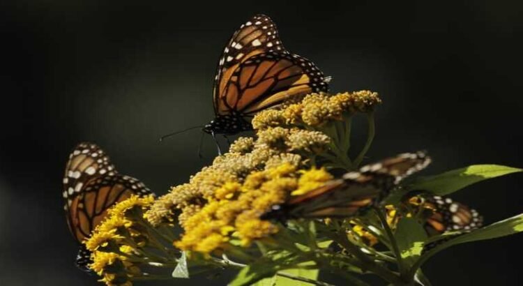 Michoacán espera recibir un aumento de población de la Mariposa Monarca esta temporada
