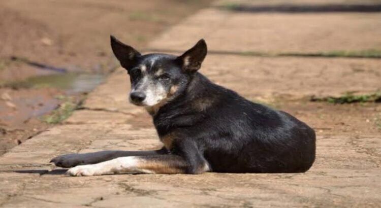 Reportan presunto envenenamiento masivo de perros en Paracho