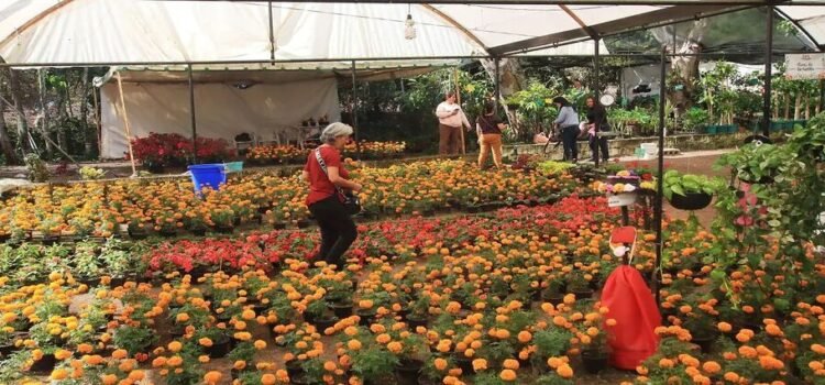 Encarece flor por alza en insumos, advierten productores locales Encarece flor por alza en insumos, advierten productores locales