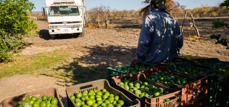 Limoneros bajo fuego: productores asesinados y extorsiones en aumento en Michoacán