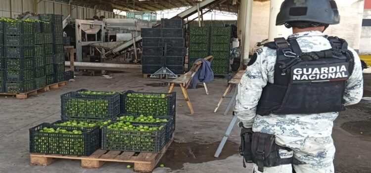 Desde 2021 Sedena sabe quiénes extorsionan a los limoneros y sus ligas con el gobierno de Michoacán