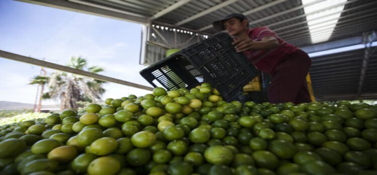 Así operan los grupos criminales que controlan el limón en Michoacán