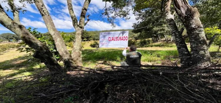 Profepa clausura predios en Michoacán por tala ilegal y cambio de uso de suelo para aguacates