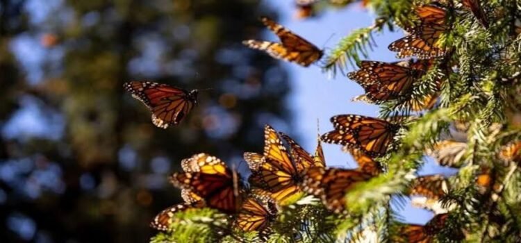 Arranca temporada de hibernación de la mariposa Monarca en Michoacán