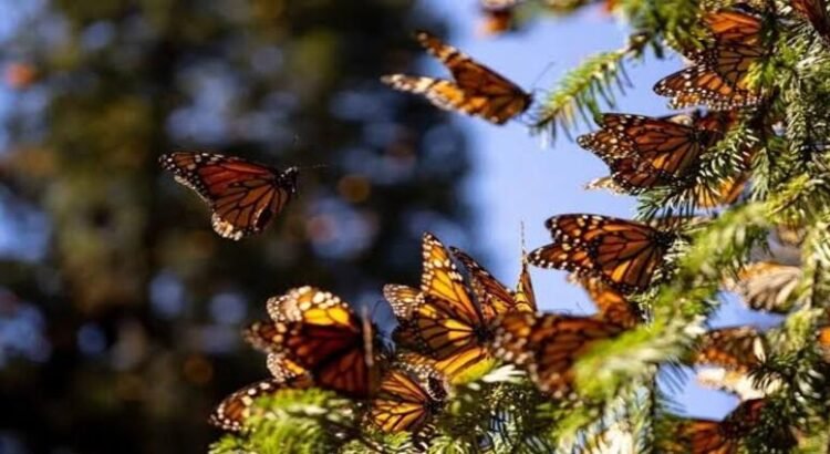 Arranca temporada de hibernación de la mariposa Monarca en Michoacán Arranca temporada de hibernación de la mariposa Monarca en Michoacán