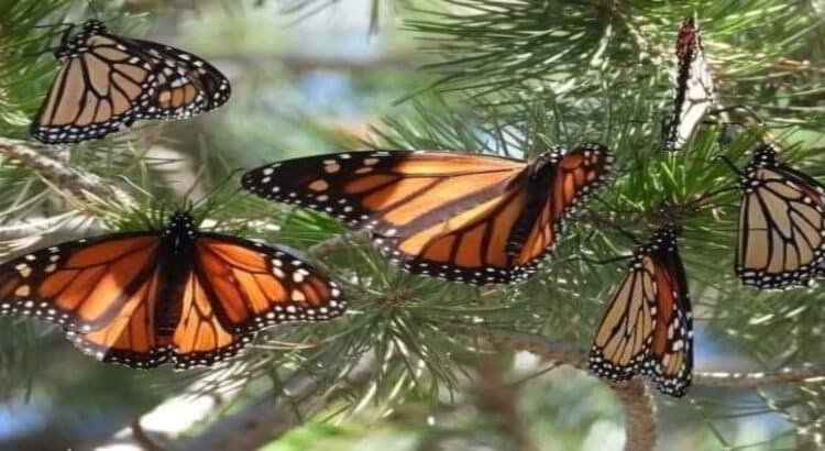 Llegan las primeras mariposas monarcas con ‘GPS’ a los santuarios de Michoacán Llegan las primeras mariposas monarcas con ‘GPS’ a los santuarios de Michoacán