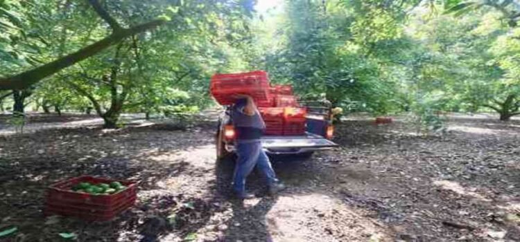 Pese a crimen, Michoacán es el principal exportador del agro del país