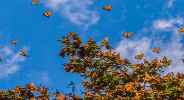 Abren al público los santuarios de la mariposa monarca en Michoacán