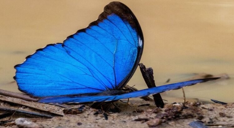 Muestran mariposas tonos más opacos por avance de la deforestación
