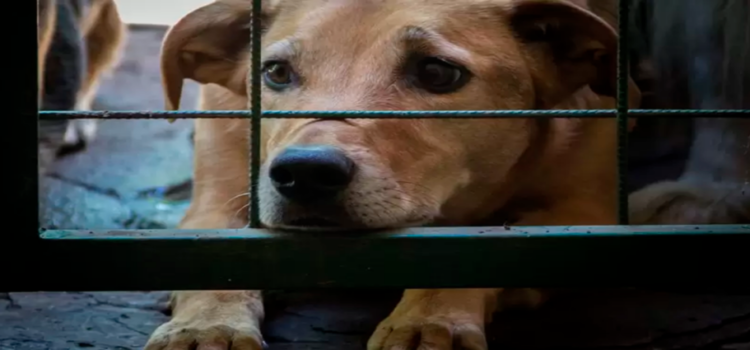 Aprueban en Michoacán aumentar penas en delitos de maltrato animal