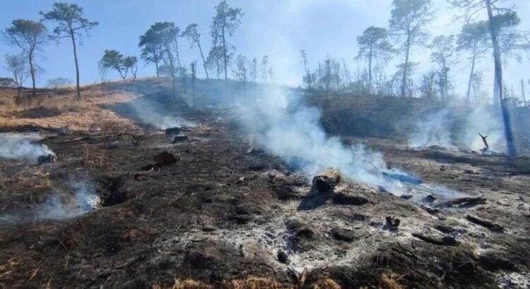 Michoacán finalizará 2025 con casi 700 incendios forestales Michoacán finalizará 2025 con casi 700 incendios forestales