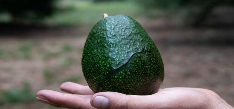 Michoacán mantiene liderazgo en aguacate, pero registra bajas