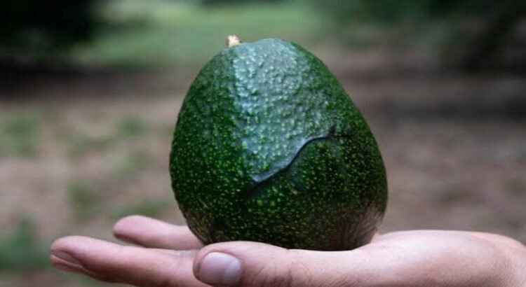 Michoacán mantiene liderazgo en aguacate, pero registra bajas