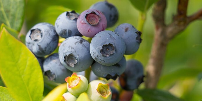 Jalisco, Sinaloa y Michoacán, primeros en producción de arándano