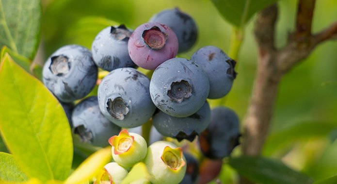 Jalisco, Sinaloa y Michoacán, primeros en producción de arándano Jalisco, Sinaloa y Michoacán, primeros en producción de arándano