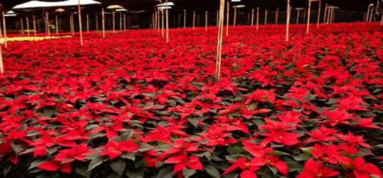 Michoacán, potencia nacional en la flor que da vida a la Navidad