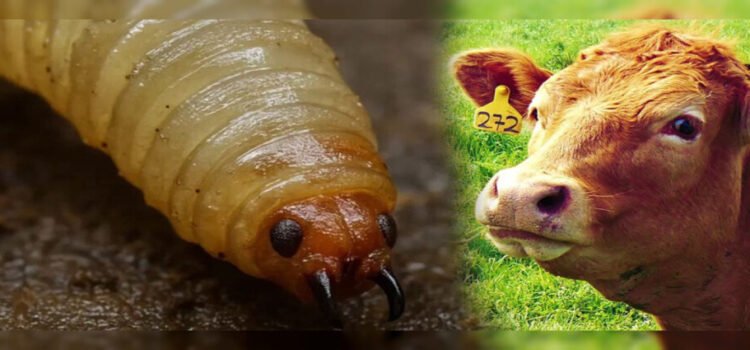 Confirman primer caso de gusano barrenador en ganado en Michoacán