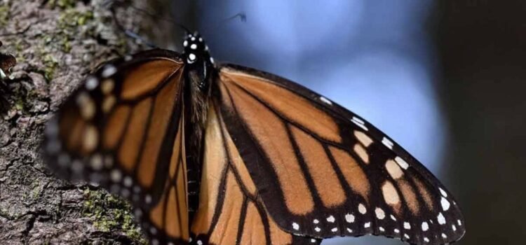 Michoacán celebra 51 años del descubrimiento de los santuarios de la Mariposa Monarca