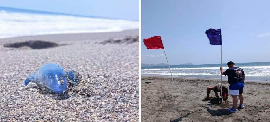 Aviso preventivo por presencia de dragón azul en playas de Michoacán