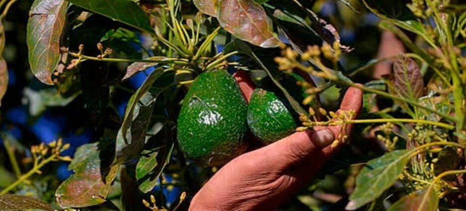 Buscan proteger el aguacate de la franja de Michoacán con indicación geográfica